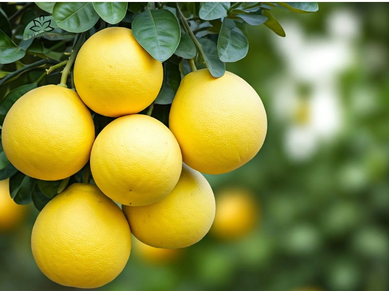 dầu gội xả bưởi